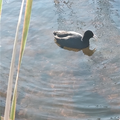 Fulica atra (Eurasian Coot) at Batemans Bay, NSW - 27 Jul 2025 by LyndalT