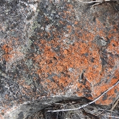 Unverified Lichen at Paddys River, ACT - 3 Aug 2025 by DavidDedenczuk