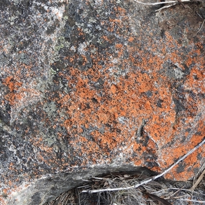 Unverified Lichen at Paddys River, ACT - 3 Aug 2025 by DavidDedenczuk