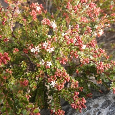 Leionema lamprophyllum subsp. obovatum (Shiny Phebalium) at Cotter River, ACT - 3 Aug 2025 by DavidDedenczuk
