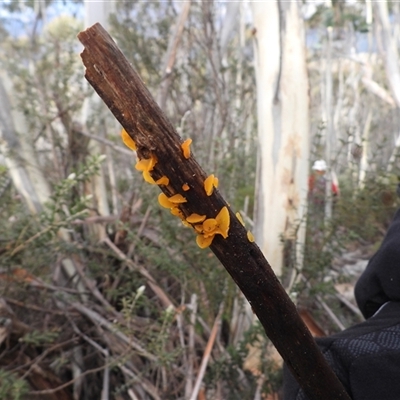 Heterotextus sp. (A yellow saprophytic jelly fungi) at Paddys River, ACT - 3 Aug 2025 by DavidDedenczuk