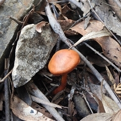 Unverified Cap on a stem; gills below cap [mushrooms or mushroom-like] at Paddys River, ACT - 3 Aug 2025 by DavidDedenczuk