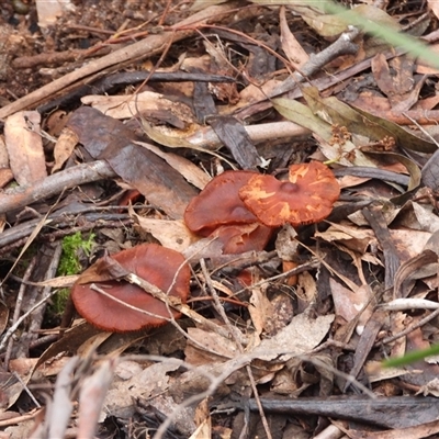 Unverified Cap on a stem; gills below cap [mushrooms or mushroom-like] at Paddys River, ACT - 3 Aug 2025 by DavidDedenczuk