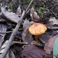 Unverified Cap on a stem; gills below cap [mushrooms or mushroom-like] at Paddys River, ACT - 3 Aug 2025 by DavidDedenczuk
