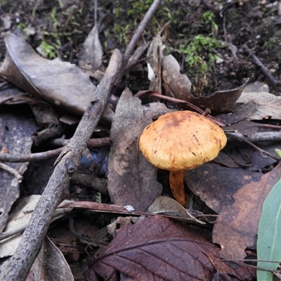 Unverified Cap on a stem; gills below cap [mushrooms or mushroom-like] at Paddys River, ACT - 3 Aug 2025 by DavidDedenczuk