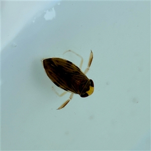 Micronecta (genus) (Water Boatman) at Forde, ACT - 1 Aug 2025 by davidcunninghamwildlife