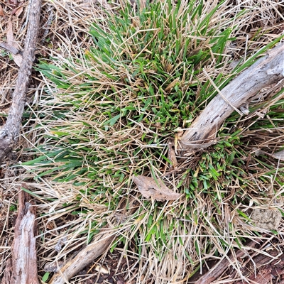 Nassella neesiana (Chilean Needlegrass) at Watson, ACT - 4 Aug 2025 by abread111