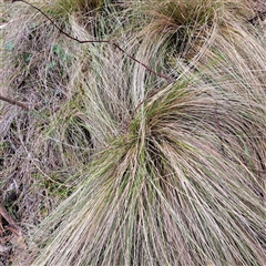 Nassella trichotoma (Serrated Tussock) at Watson, ACT - 4 Aug 2025 by abread111