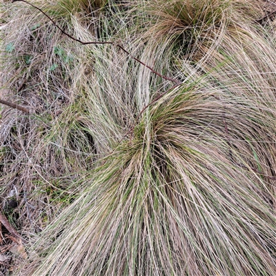 Nassella trichotoma (Serrated Tussock) at Watson, ACT - 4 Aug 2025 by abread111