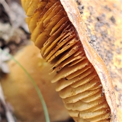Gymnopilus sp. at Watson, ACT - 4 Aug 2025 by abread111