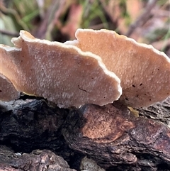 Postia pelliculosa at Ulladulla, NSW - 31 Jul 2025 by Jennybach