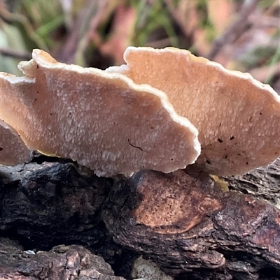 Postia pelliculosa at Ulladulla, NSW - 31 Jul 2025 by Jennybach