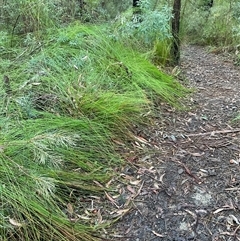 Unverified Plant at Ulladulla, NSW - 31 Jul 2025 by Jennybach