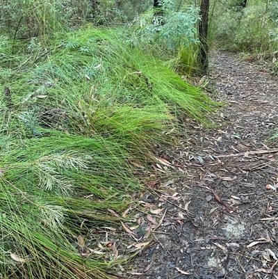 Unverified Plant at Ulladulla, NSW - 31 Jul 2025 by Jennybach