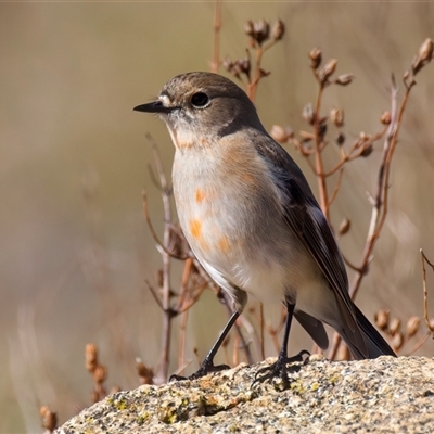 Petroica phoenicea (Flame Robin) at Jindabyne, NSW - 3 Aug 2025 by jb2602
