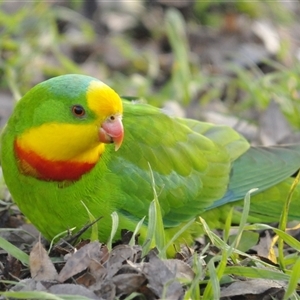Polytelis swainsonii (Superb Parrot) at Phillip, ACT - 3 Aug 2025 by Harrisi