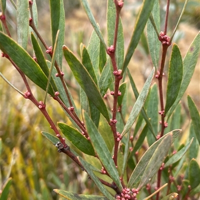 Daviesia mimosoides subsp. mimosoides at Tharwa, ACT - 4 Aug 2025 by JaneR