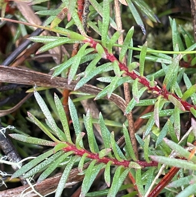 Persoonia chamaepeuce (Dwarf Geebung) at Tharwa, ACT - 4 Aug 2025 by JaneR