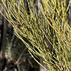 Exocarpos strictus (Dwarf Cherry) at Tharwa, ACT - 4 Aug 2025 by JaneR