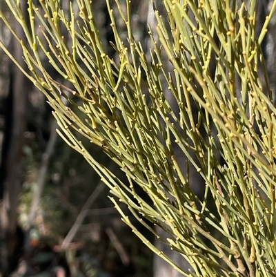Exocarpos strictus (Dwarf Cherry) at Tharwa, ACT - 4 Aug 2025 by JaneR