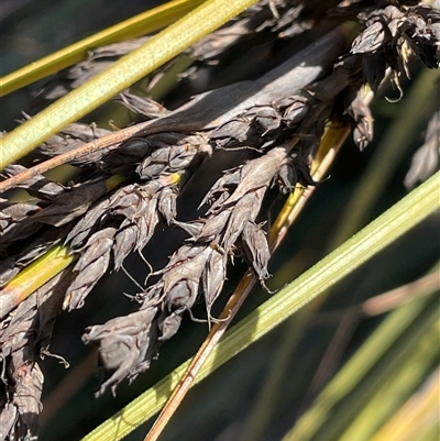 Gahnia subaequiglumis (Bog Saw-sedge) at Tharwa, ACT - 4 Aug 2025 by JaneR