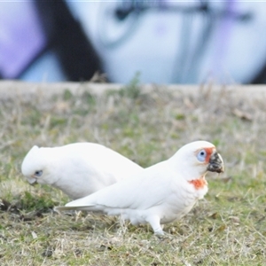 Cacatua tenuirostris (Long-billed Corella) at Phillip, ACT - 3 Aug 2025 by Harrisi