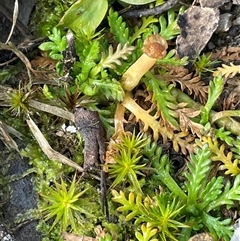 Cotula alpina (Alpine Cotula) at Tharwa, ACT - 4 Aug 2025 by JaneR