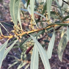 Acacia rubida (Red-stemmed Wattle, Red-leaved Wattle) at Tharwa, ACT - 4 Aug 2025 by JaneR