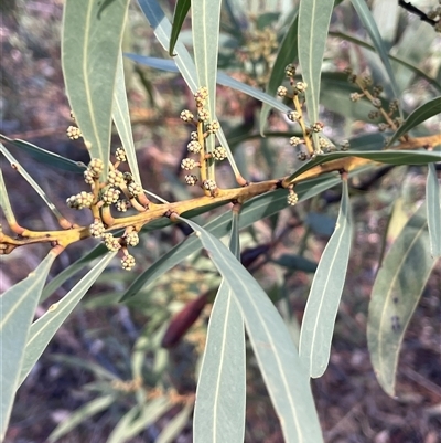 Acacia rubida (Red-stemmed Wattle, Red-leaved Wattle) at Tharwa, ACT - 4 Aug 2025 by JaneR