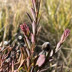 Pimelea treyvaudii (Grey Riceflower) at Tharwa, ACT - 4 Aug 2025 by JaneR