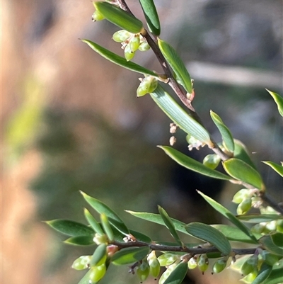 Monotoca scoparia (Broom Heath) at Tharwa, ACT - 4 Aug 2025 by JaneR