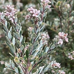 Acrothamnus hookeri (Mountain Beard Heath) at Tharwa, ACT - 4 Aug 2025 by JaneR