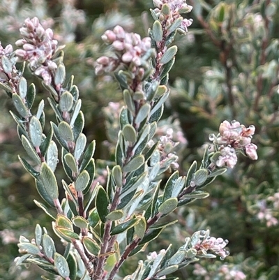 Acrothamnus hookeri (Mountain Beard Heath) at Tharwa, ACT - 4 Aug 2025 by JaneR