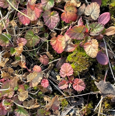 Pelargonium (genus) (A Stork’s Bill) at Tharwa, ACT - 4 Aug 2025 by JaneR