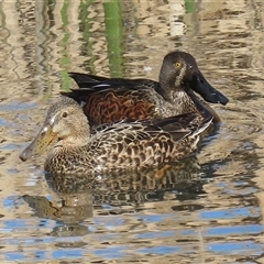 Spatula rhynchotis (Australasian Shoveler) at Fyshwick, ACT - 4 Aug 2025 by RodDeb