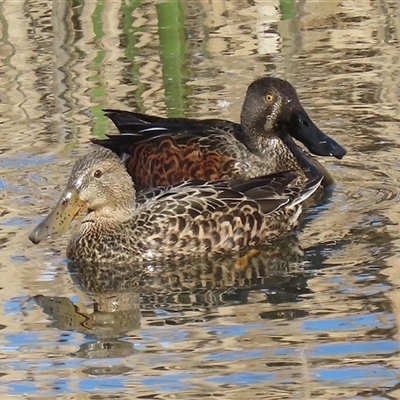 Spatula rhynchotis (Australasian Shoveler) at Fyshwick, ACT - 4 Aug 2025 by RodDeb