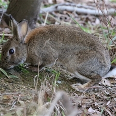 Oryctolagus cuniculus (European Rabbit) at Fyshwick, ACT - 4 Aug 2025 by RodDeb