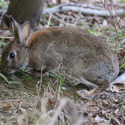 Oryctolagus cuniculus (European Rabbit) at Fyshwick, ACT - 4 Aug 2025 by RodDeb