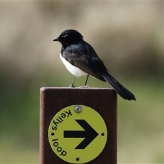 Rhipidura leucophrys (Willie Wagtail) at Fyshwick, ACT - 4 Aug 2025 by RodDeb