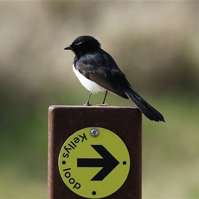 Rhipidura leucophrys (Willie Wagtail) at Fyshwick, ACT - 4 Aug 2025 by RodDeb