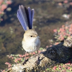 Malurus cyaneus (Superb Fairywren) at Fyshwick, ACT - 4 Aug 2025 by RodDeb
