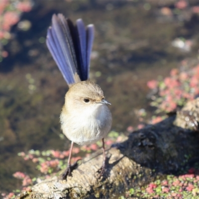 Malurus cyaneus (Superb Fairywren) at Fyshwick, ACT - 4 Aug 2025 by RodDeb