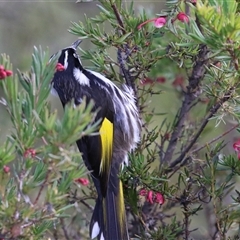 Phylidonyris novaehollandiae (New Holland Honeyeater) at Fyshwick, ACT - 4 Aug 2025 by RodDeb