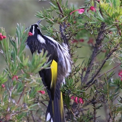 Phylidonyris novaehollandiae (New Holland Honeyeater) at Fyshwick, ACT - 4 Aug 2025 by RodDeb