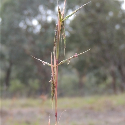 Cymbopogon refractus (Barbed-wire Grass) at Theodore, ACT - 23 Jan 2025 by MichaelBedingfield
