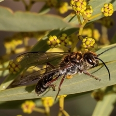 Thynnidae (Family) at Strathnairn, ACT - 4 Aug 2025 by Roger
