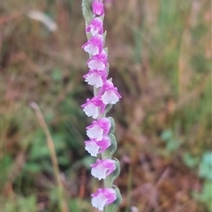Spiranthes australis (Austral Ladies Tresses) at Nurenmerenmong, NSW - 18 Jan 2023 by joscobie