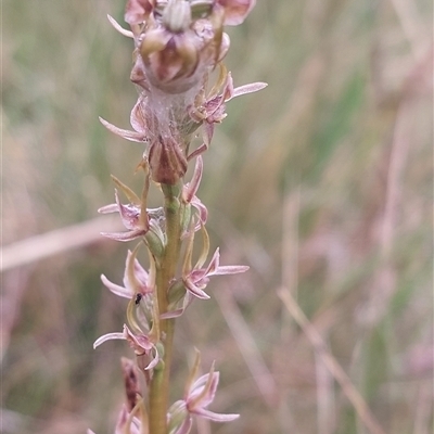 Paraprasophyllum bagoense (Bago Leek Orchid) at  - suppressed by joscobie