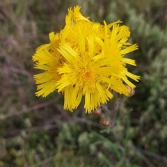 Podolepis (genus) at Nurenmerenmong, NSW - 18 Jan 2023 by joscobie