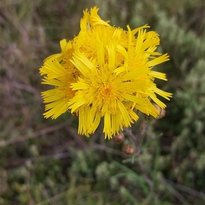 Podolepis (genus) at Nurenmerenmong, NSW - 18 Jan 2023 by joscobie
